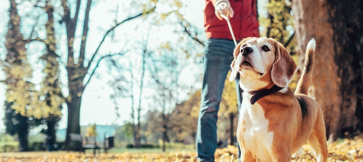 Ihr Hund zieht an der Leine - So trainieren Sie die Leinenführigkeit