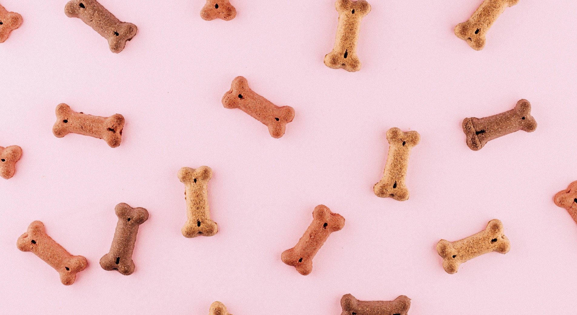 Hundeleckerlis selber machen 5 einfache &amp; schnelle Rezepte