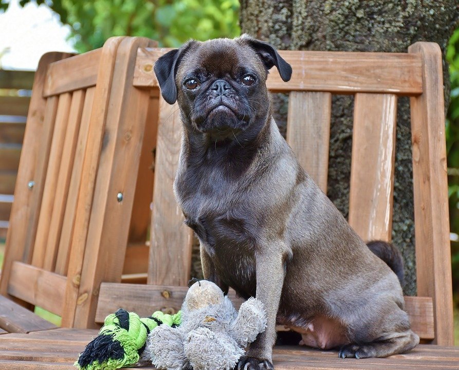 Besuch In Der Hundeschule Was Sollten Sie Dazu Wissen
