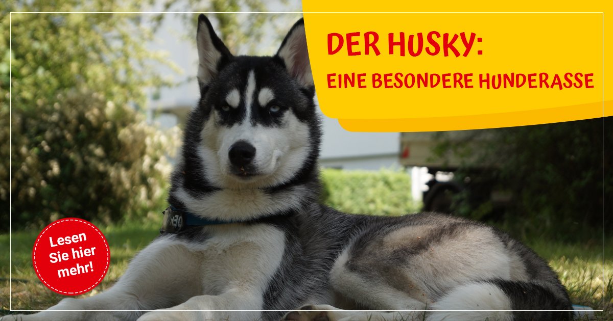 Der Husky Eine Besondere Hunderasse Nutzliche Infos