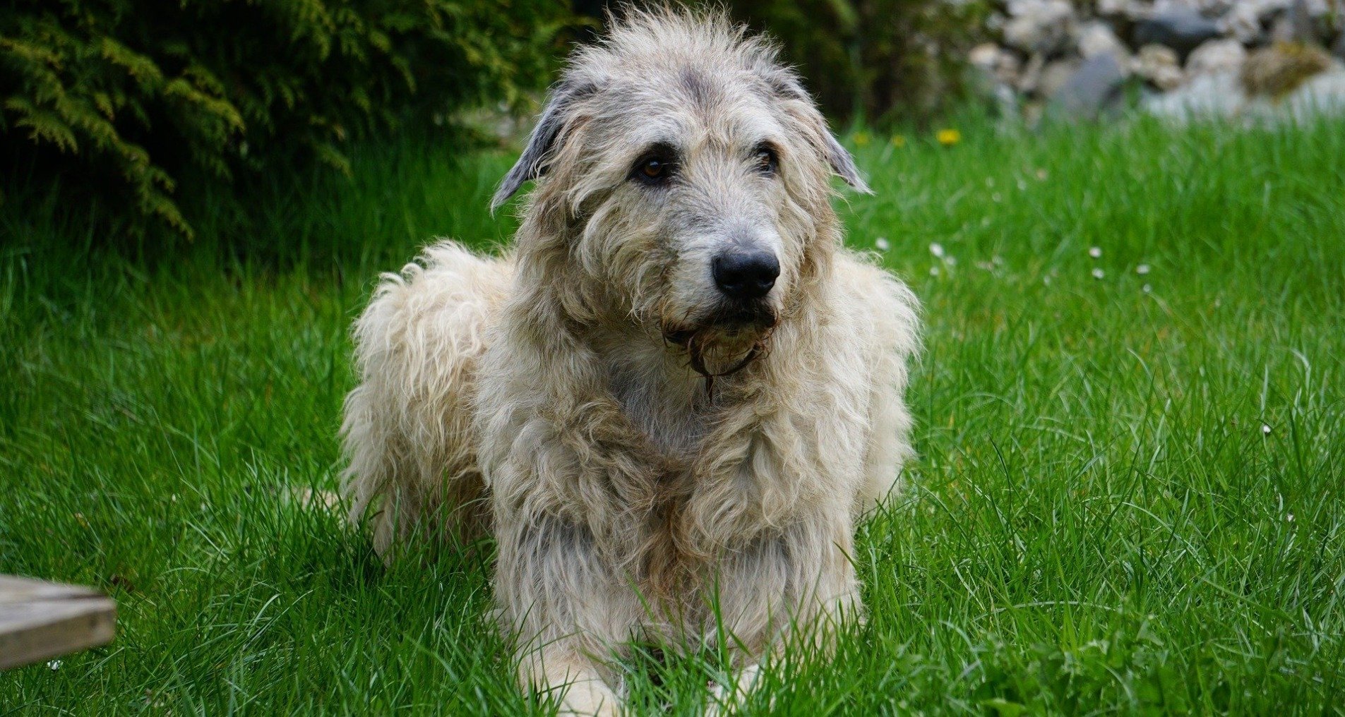 irischer wolfshund DrBeckmann