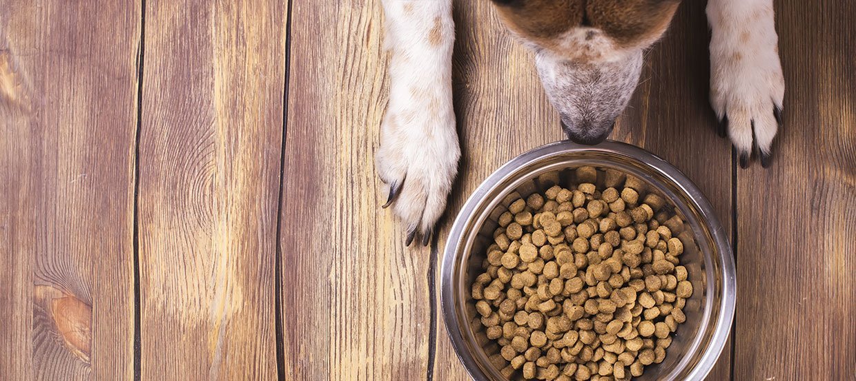 Hundeernährung: kaltgepresstes Hundefutter versus extrudiertes Hundefutter