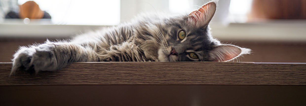 Rollige Katze: Die Bedeutung der Fortpflanzungsphase bei Katzen