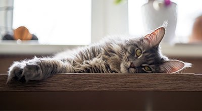 Rollige Katze: Die Bedeutung der Fortpflanzungsphase bei Katzen