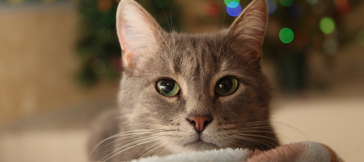 Silvester mit Katze: Sieben einfache Tricks gegen die Angst!