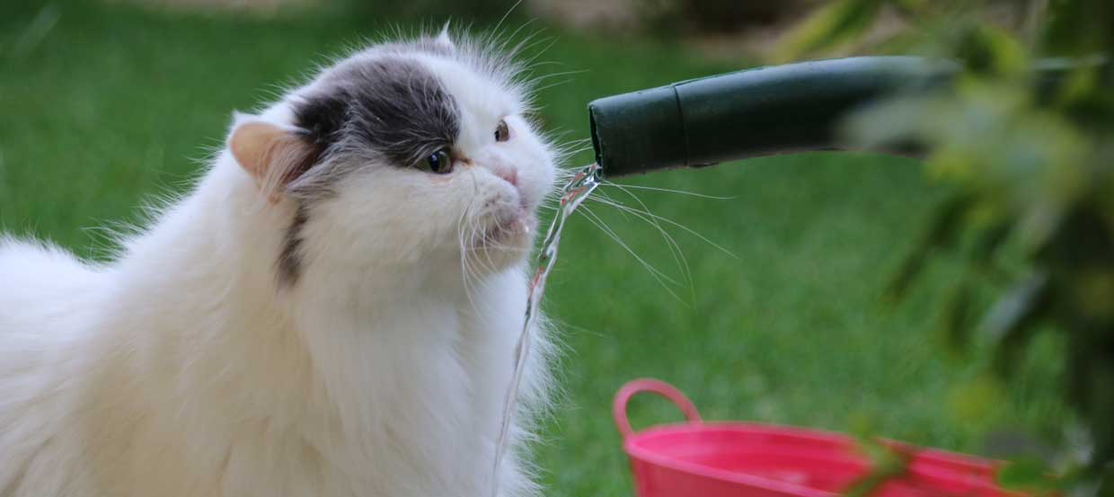 Ihre Katze Trinkt Nicht Welche Grunde Stecken Dahinter