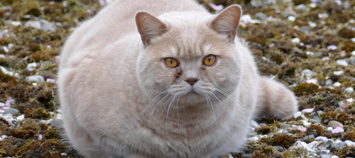 Ist Ihre Katze Zu Dick So Gehen Sie Gegen Das