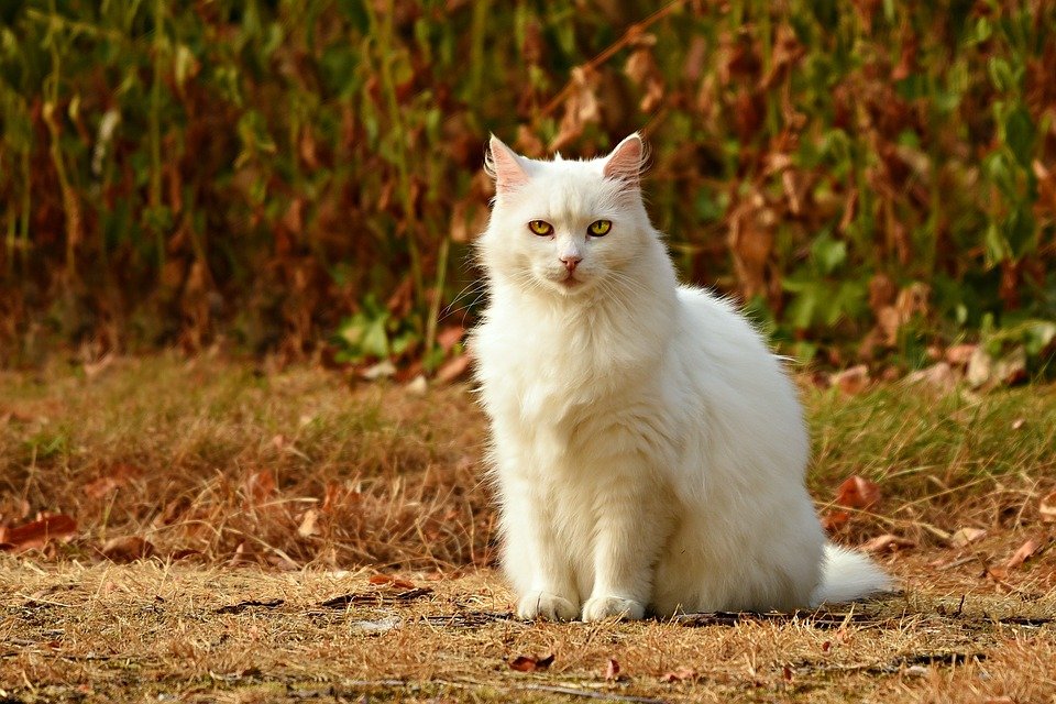 Meine Katze Frisst Nicht Grund Zur Sorge