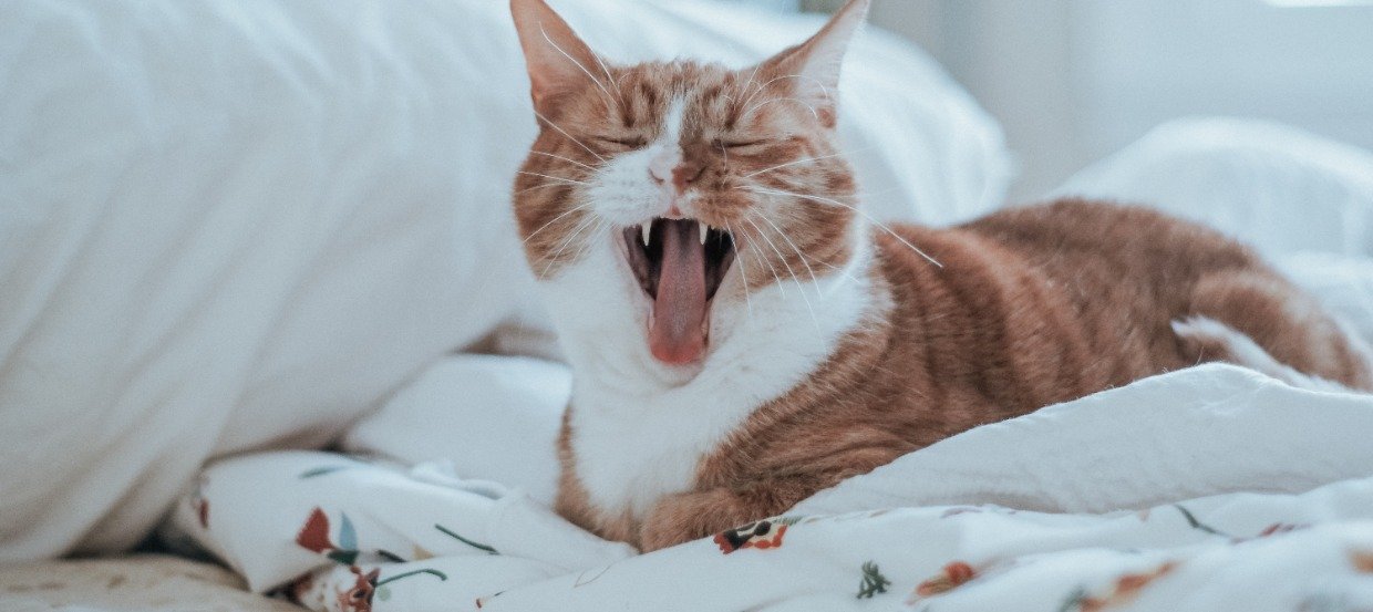  Ihre Katze pinkelt ins Bett: Ursachen und Lösungen 