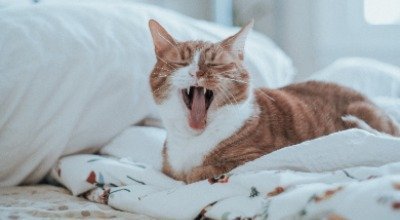 Deine Katze pinkelt ins Bett: Ursachen und Lösungen
