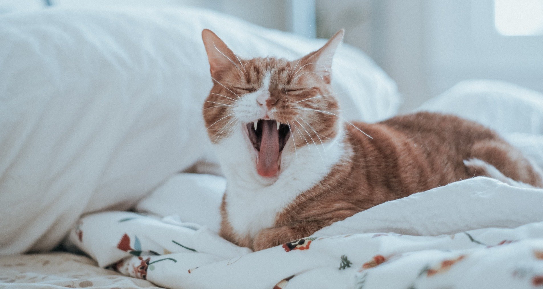 Katze Macht Auf Bettdecke