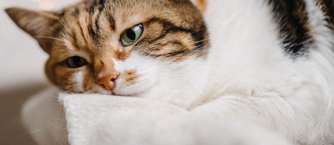 Wenn ein Freund stirbt: die Trauer einer Katze