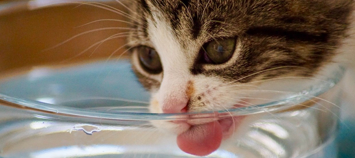 Katze Pinkelt Im Wassernapf