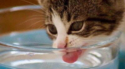 Deine Katze trinkt nicht – Welche Gründe stecken dahinter?