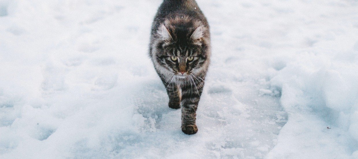 Katze im Winter: So schützt Du Deinen Freigänger in der kalten Jahreszeit
