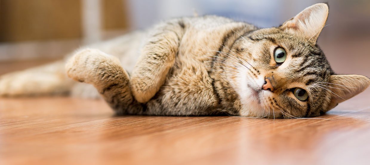 Katze Frisst Viel Und Wird Immer Dünner