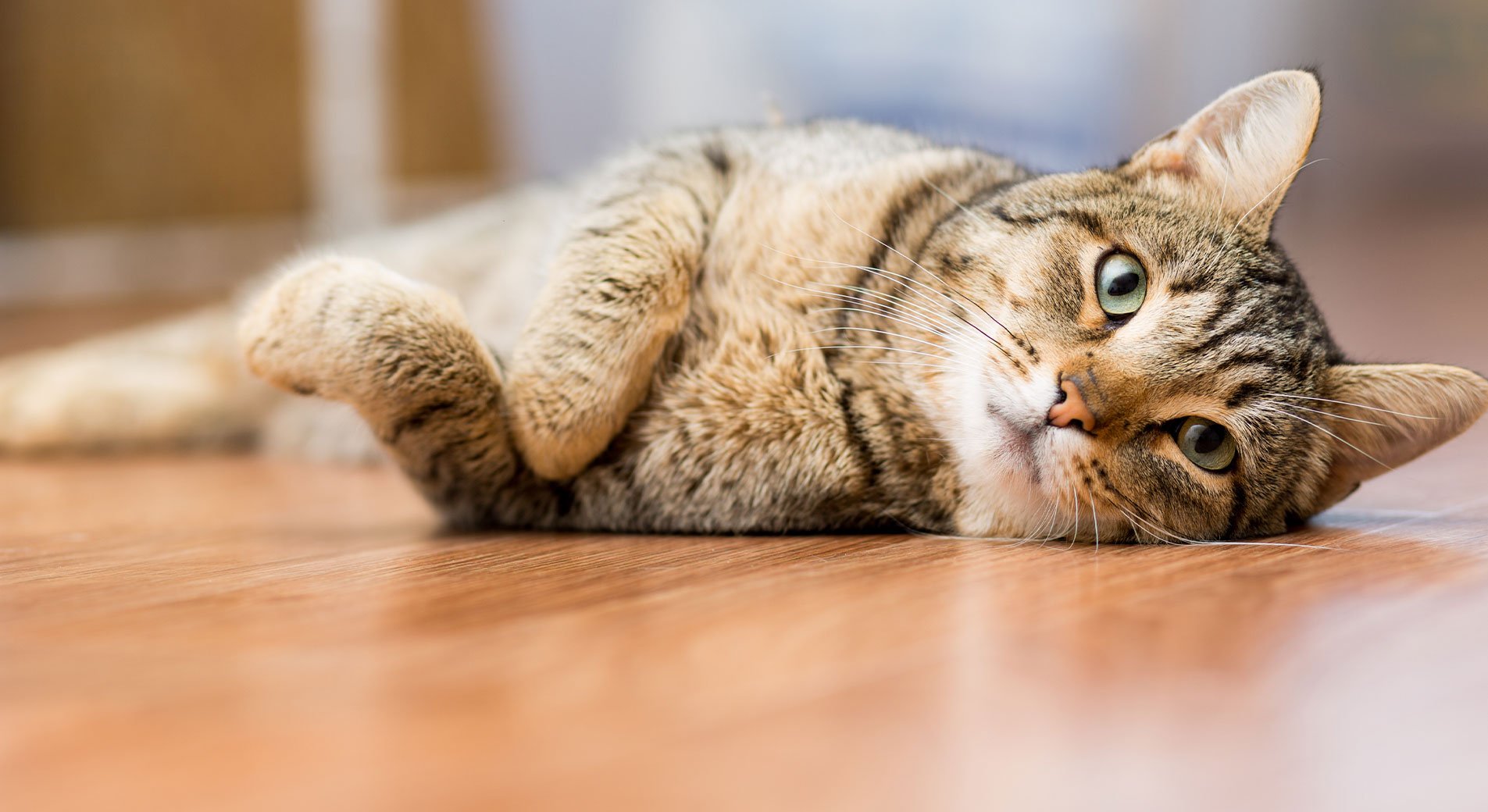 Katze Wird Im Alter Immer Dünner