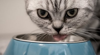 Warum Ihre Katze ein Futter mit hohem Fleischanteil braucht