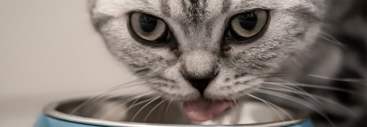 Warum Deine Katze ein Futter mit hohem Fleischanteil braucht