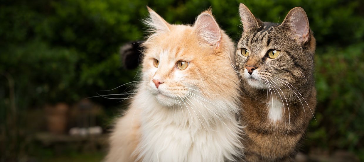 Katzen zusammenführen: Hilfreiche Tipps und Tricks