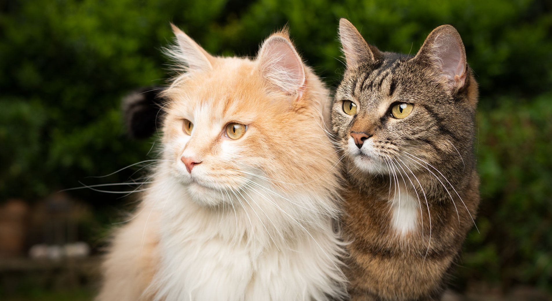 Katze und Kater zusammen halten: Geht das?