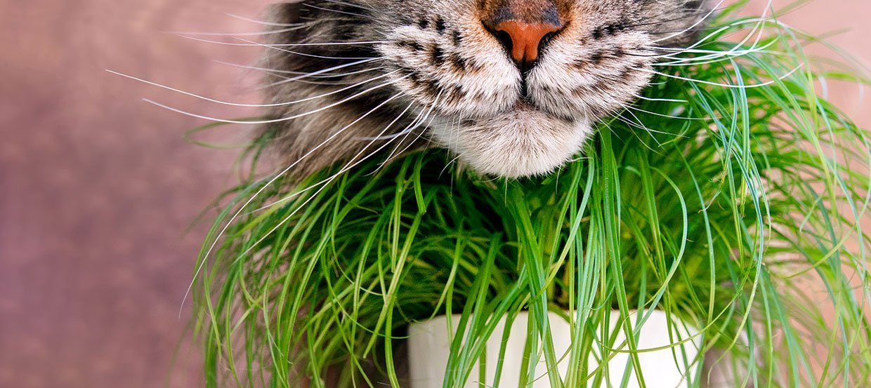 Die Lieblingspflanze aller Samtpfoten: Katzengras