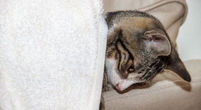 Wenn es der Katze schlecht geht: Die häufigsten Katzenkrankheiten