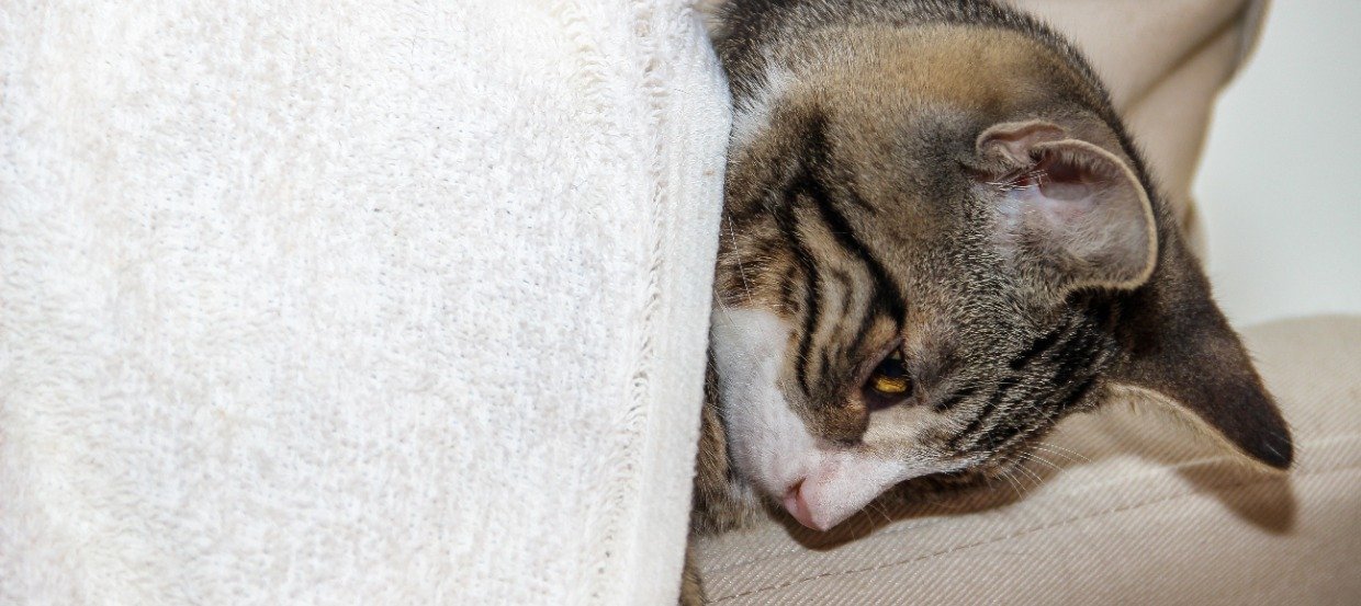 Wenn es der Katze schlecht geht: Die häufigsten Katzenkrankheiten