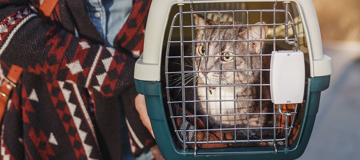 So kann der Katzentransport stressfrei gelingen