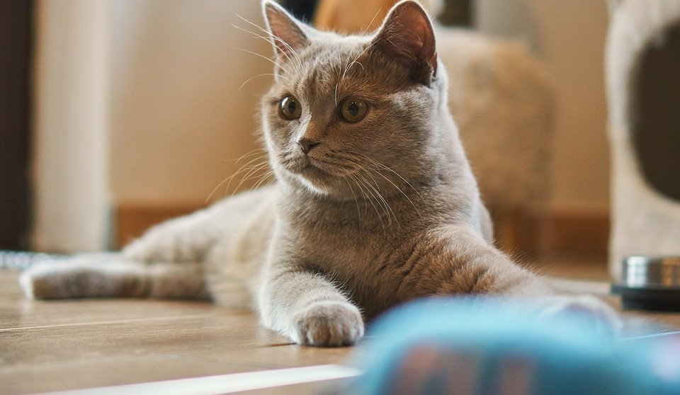 Clickertraining Mit Katze Lassen Sich Die Kleinen Tiger