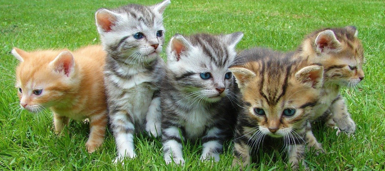 Das richtige Kittenfutter für ein gesundes Wachstum Ihrer Katze