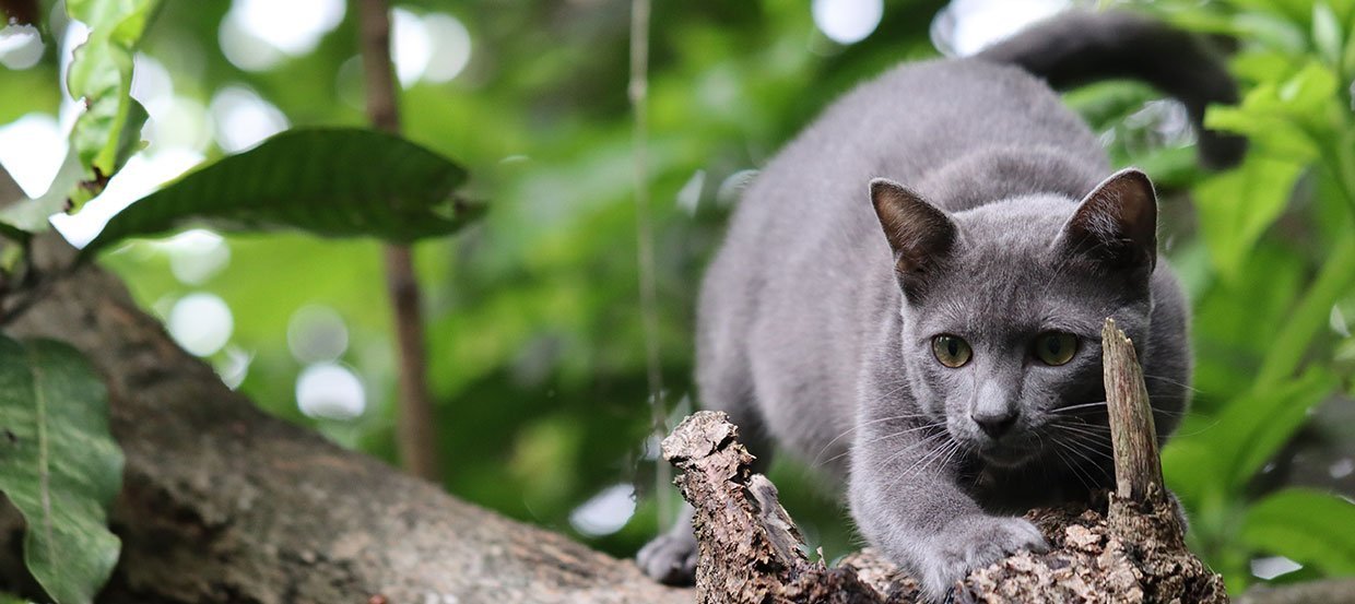 Die Korat-Katze im Rasseporträt