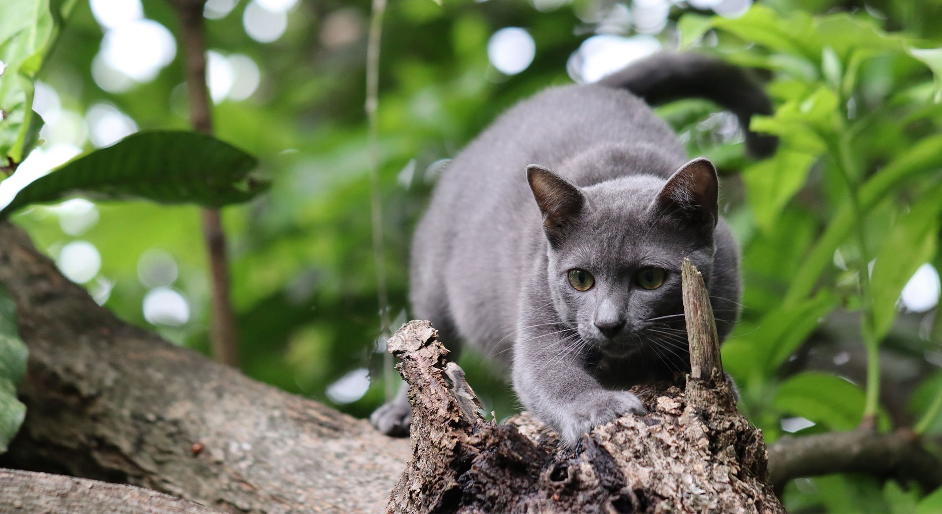 Korat Katze Die Glucksbotin Thailands Im Rasseportrat