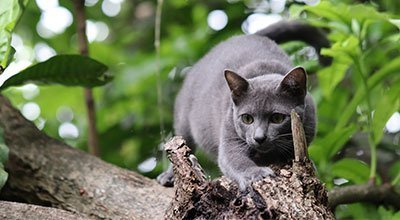 Die Korat-Katze im Rasseporträt