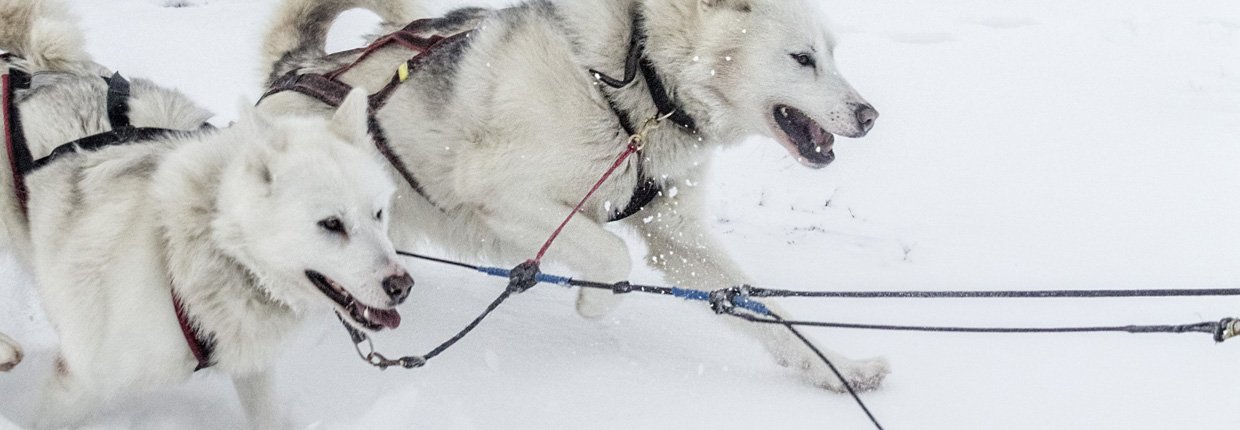 Das richtige Leistungs- und Aufbaufutter für meinen Hund