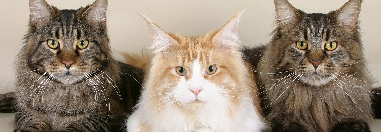 mainecoon_Featured-Image_.jpg