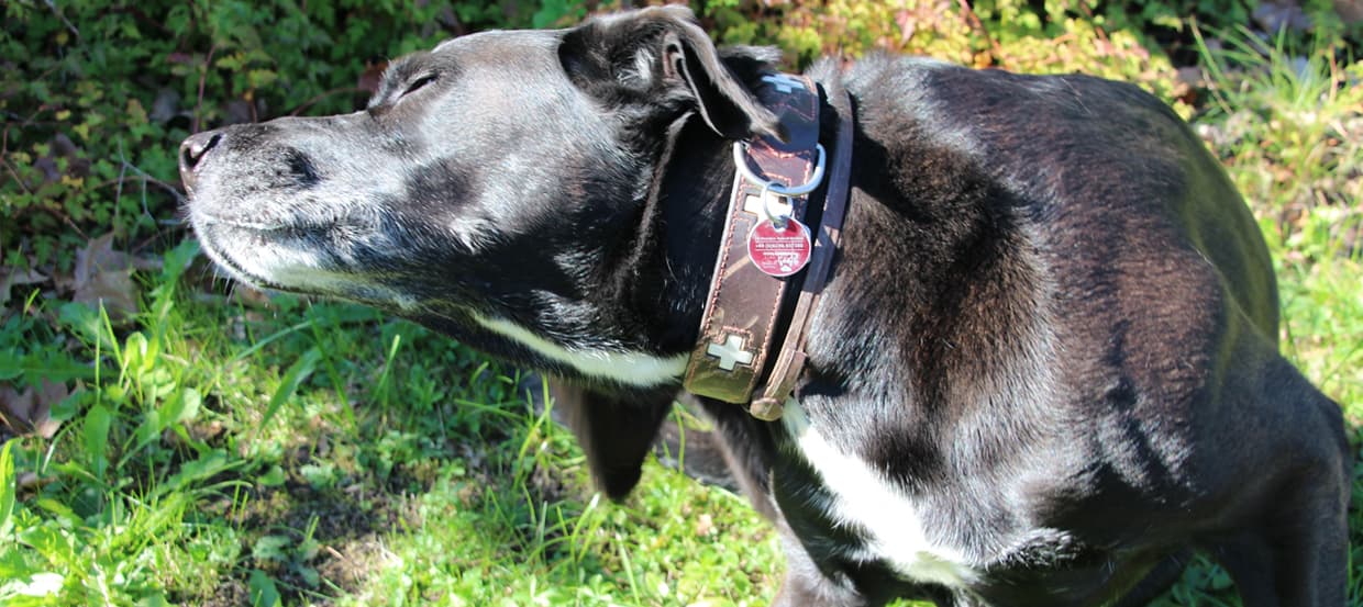 Milben Beim Hund Die Arten Ihre Symptome Hausmittel