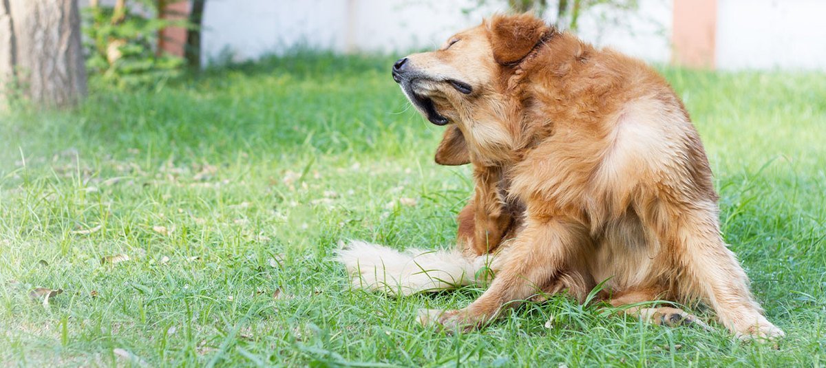 Ohrenentzündung beim Hund: Hausmittel oder gleich zum Tierarzt? 