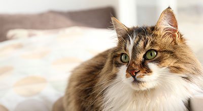 Immer lästig, oft schmerzhaft, manchmal gefährlich: die Ohrenentzündung bei der Katze