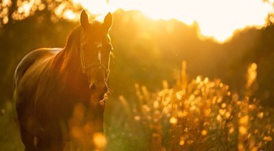 Coronavirus: Was Du als Pferdebesitzer und Reiter beachten musst?