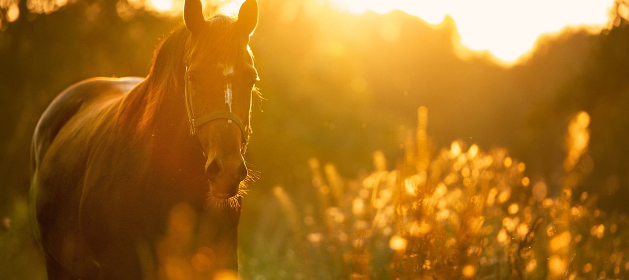 Coronavirus: Was Sie als Pferdebesitzer und Reiter beachten müssen?