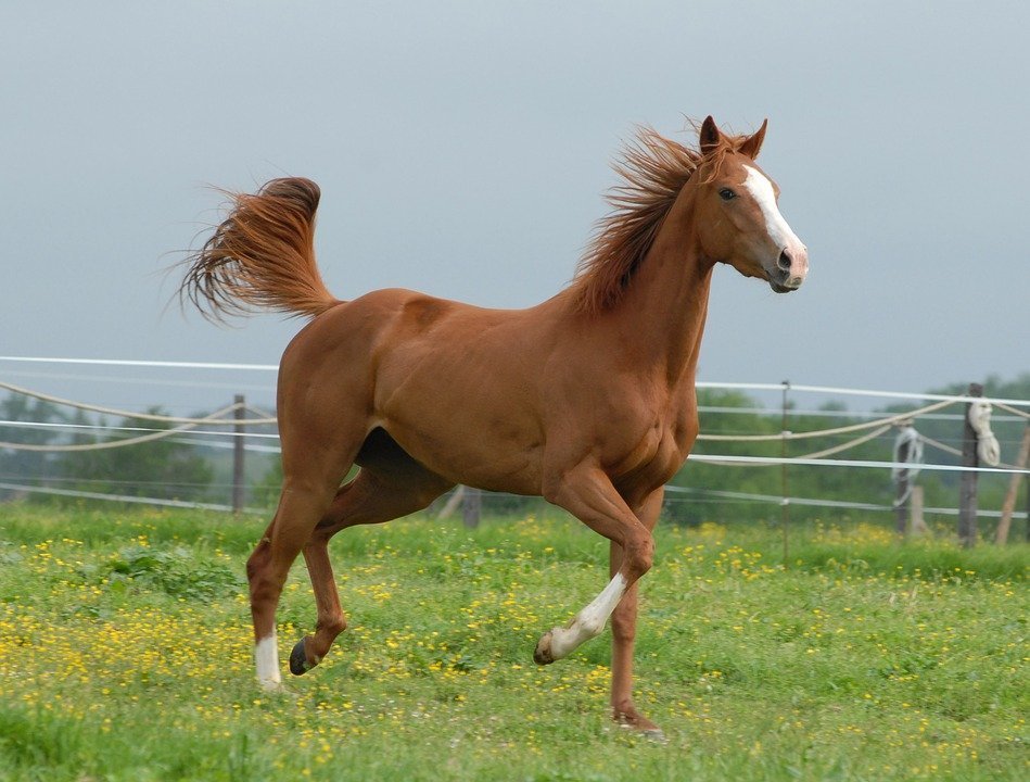 Muskelaufbau beim Pferd – So machen Sie Ihr Pferd stark!