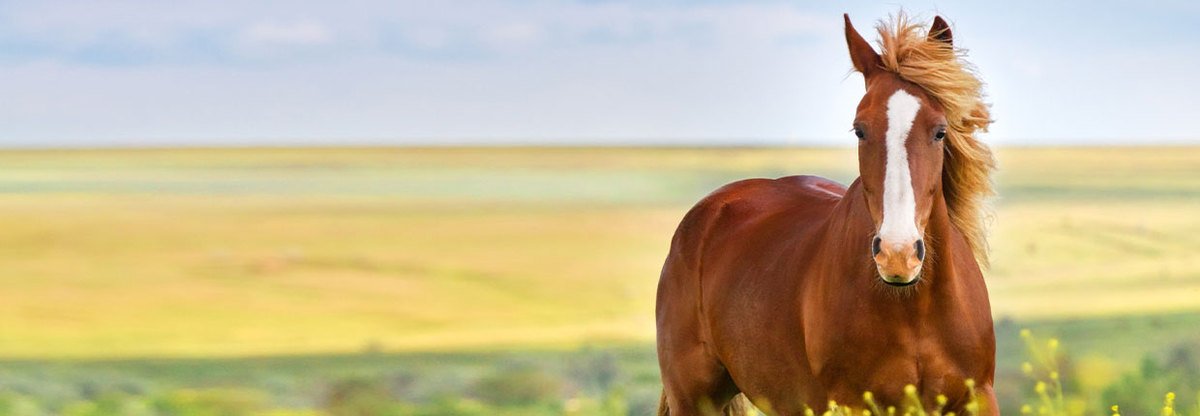 Kotwasser beim Pferd: Das müssen Sie unbedingt wissen