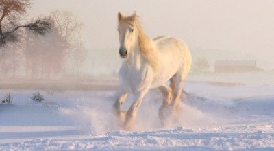 Pferde im Winter - fit und gesund durch die kalte Jahreszeit