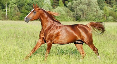 Spielzeug für Pferde selber machen – So vergeht Langeweile im Galopp!