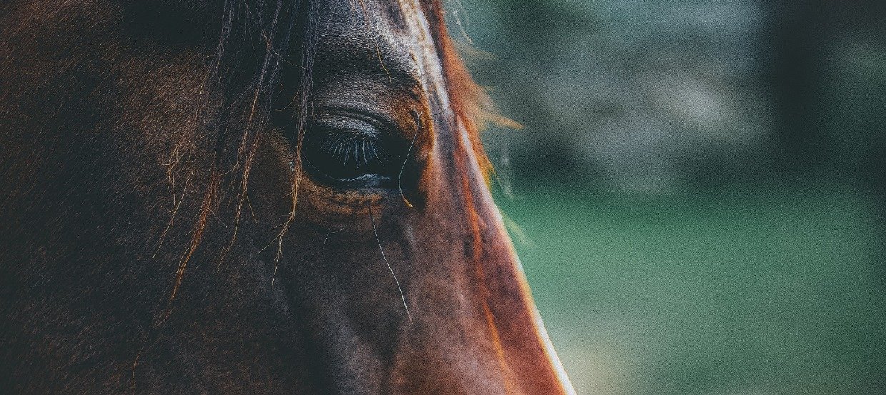 Von Kopf bis Huf: Die häufigsten Krankheiten beim Pferd auf einen Blick