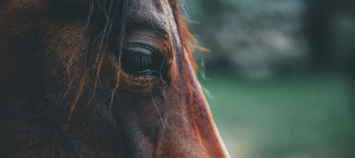 Pferd äppelt Wenig