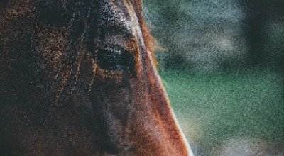 Von Kopf bis Huf: Die häufigsten Krankheiten beim Pferd auf einen Blick
