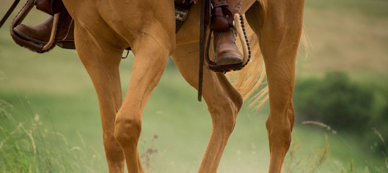 Pferdeversicherung –  Welche Versicherung fürs Pferd ist sinnvoll?