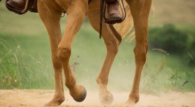 Pferdeversicherung –  Welche Versicherung fürs Pferd ist sinnvoll?